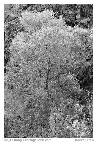 Cottonwood in spring and canyon walls. Death Valley National Park (black and white)