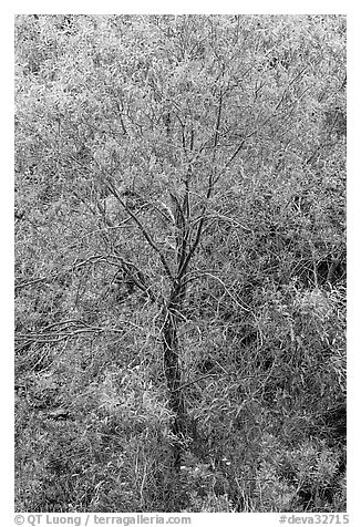 Cottonwood detail. Death Valley National Park, California, USA.