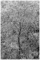 Cottonwood detail. Death Valley National Park, California, USA. (black and white)