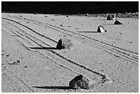 Gliding rocks and trails the Racetrack playa. Death Valley National Park, California, USA. (black and white)