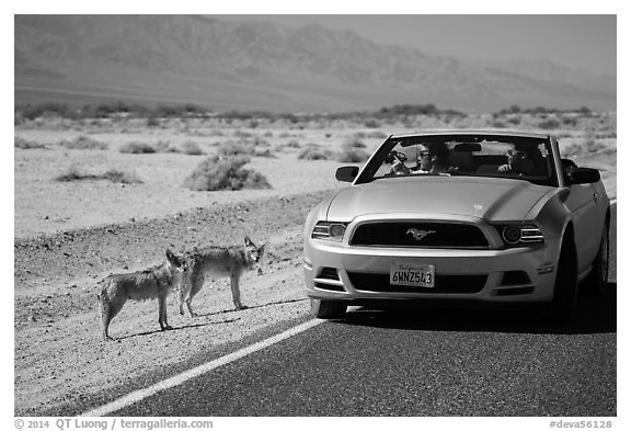 Tourists photograph coyotes from car. Death Valley National Park (black and white)