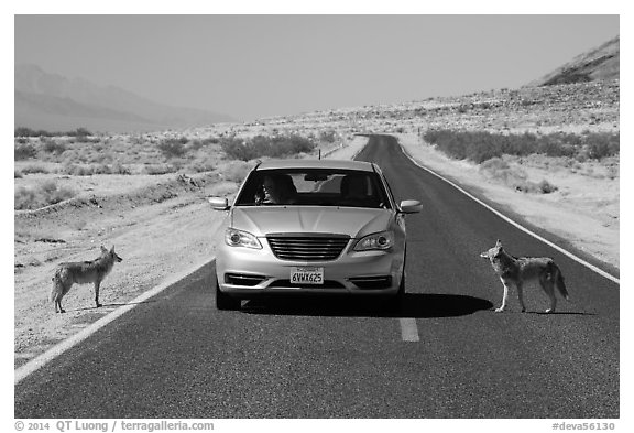 Habituated coyotes standing on road next to car. Death Valley National Park (black and white)