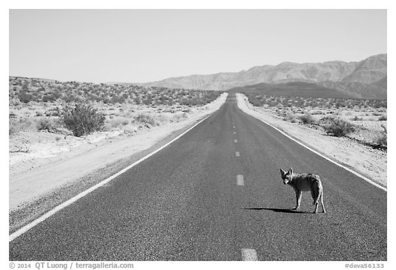 Coyote standing on desert road. Death Valley National Park (black and white)
