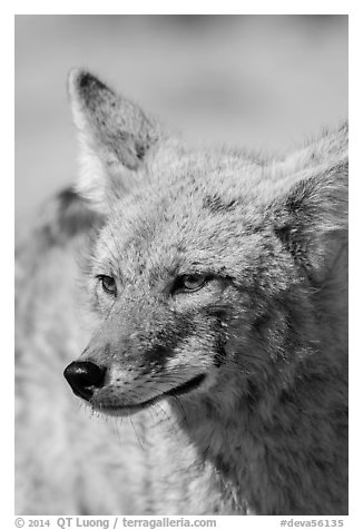 Coyote head. Death Valley National Park (black and white)