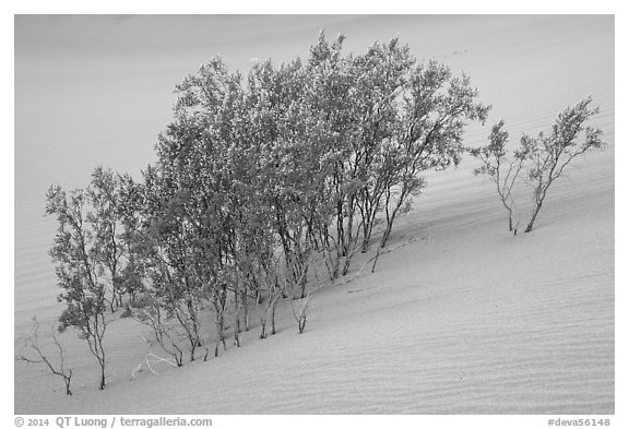 Mesquite growing in sand. Death Valley National Park (black and white)