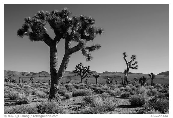 Joshua trees, Lee Flat. Death Valley National Park (black and white)