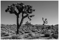 Joshua trees, Lee Flat. Death Valley National Park ( black and white)