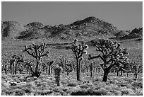 Joshua tree forest, Lee Flat. Death Valley National Park ( black and white)