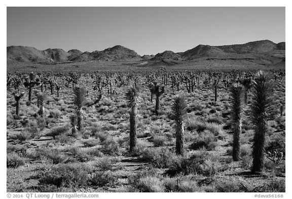Forest of Joshua trees, Lee Flat. Death Valley National Park (black and white)