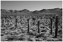 Forest of Joshua trees, Lee Flat. Death Valley National Park ( black and white)