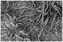 Ground close-up with bush and roots. Death Valley National Park ( black and white)