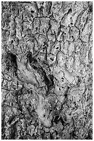 Joshua tree bark close-up. Death Valley National Park ( black and white)