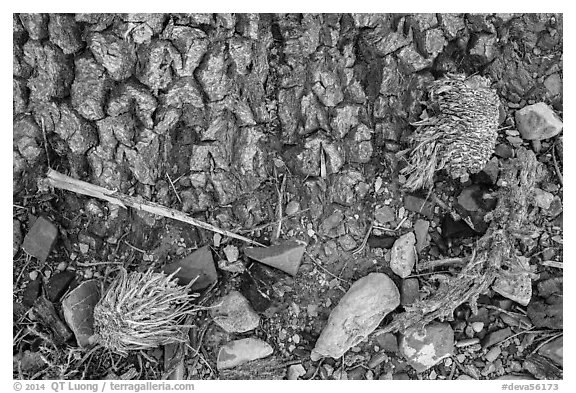 Ground close-up at Joshua tree base. Death Valley National Park (black and white)