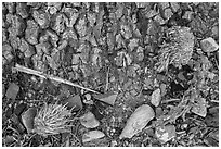 Ground close-up at Joshua tree base. Death Valley National Park ( black and white)