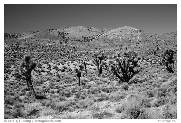 Joshua trees and Nelson Range. Death Valley National Park (black and white)