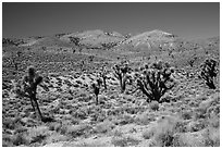 Joshua trees and Nelson Range. Death Valley National Park ( black and white)