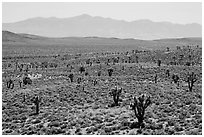 Joshua trees on Lee Flat and Panamint Range. Death Valley National Park ( black and white)