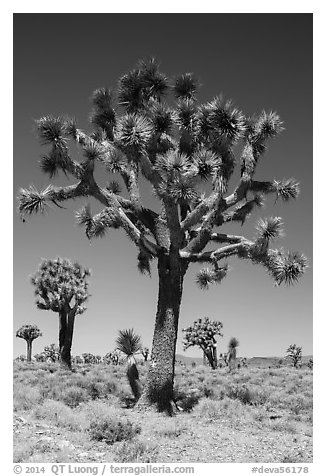 Joshua trees. Death Valley National Park (black and white)