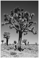 Joshua trees. Death Valley National Park ( black and white)