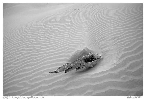 Piece of wood and sand ripples. Death Valley National Park, California, USA.