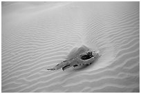 Piece of wood and sand ripples. Death Valley National Park, California, USA. (black and white)