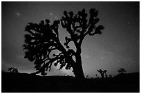 Joshua Trees and stars at night, Lee Flat. Death Valley National Park ( black and white)