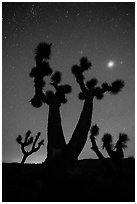 Joshua Trees, stars and planet, Lee Flat. Death Valley National Park ( black and white)