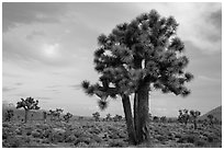 Joshua Trees at sunrise, Lee Flat. Death Valley National Park ( black and white)