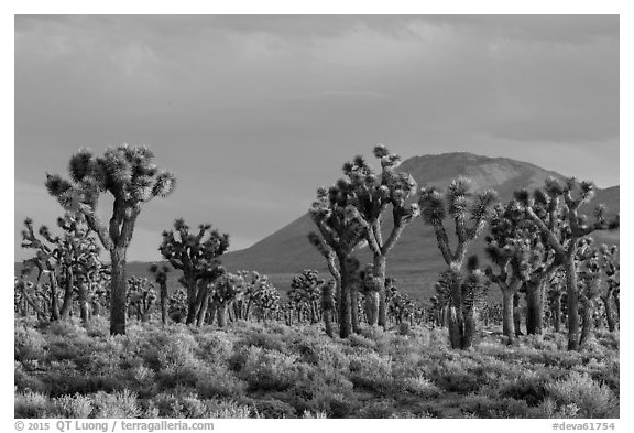 Joshua Tree forest, Lee Flat. Death Valley National Park (black and white)