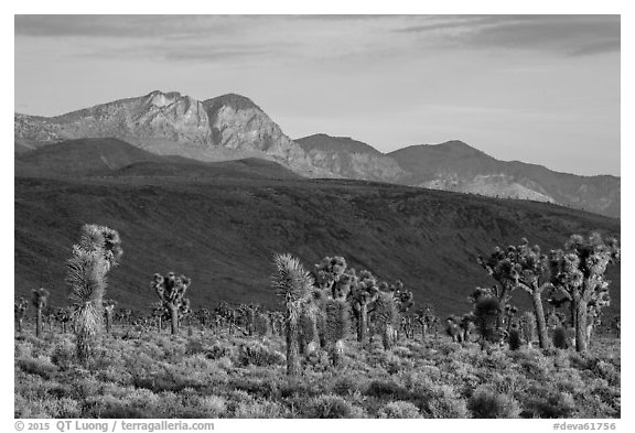 Joshua Trees and mountains, Lee Flat. Death Valley National Park (black and white)