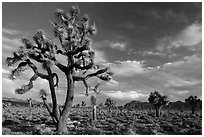 Joshua Tree groves at Lee Flat. Death Valley National Park ( black and white)