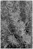 Indian Paintbrush. Death Valley National Park ( black and white)