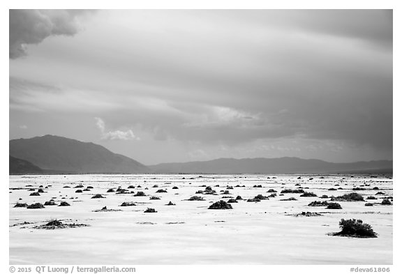 Distant shrubs in Badwater Salt Pan. Death Valley National Park (black and white)