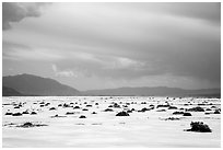 Distant shrubs in Badwater Salt Pan. Death Valley National Park ( black and white)