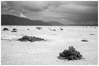 Shrubs on Salt Pan. Death Valley National Park ( black and white)