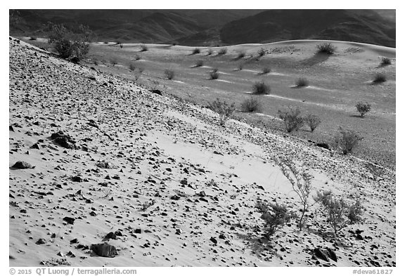 Rocks and shrubs, Ibex Dunes. Death Valley National Park (black and white)