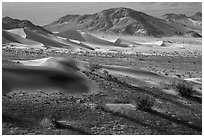 Shrubs and sand, Ibex Dunes. Death Valley National Park ( black and white)