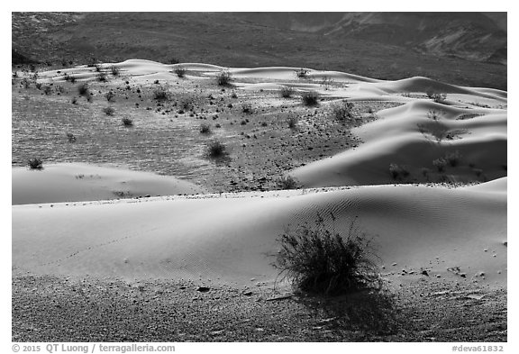 Undulating sand dunes, shrubs, and rocks, Ibex Dunes. Death Valley National Park (black and white)