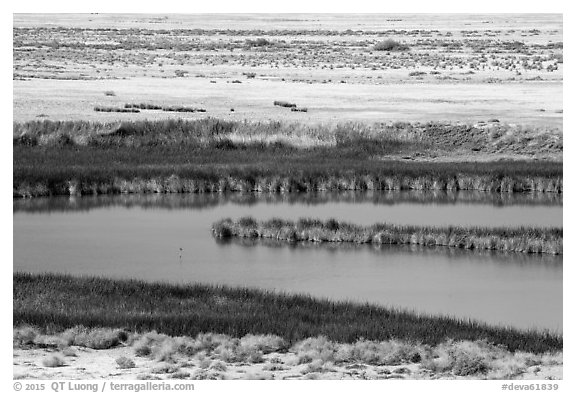 Saragota Spring ponds and salt pan. Death Valley National Park (black and white)