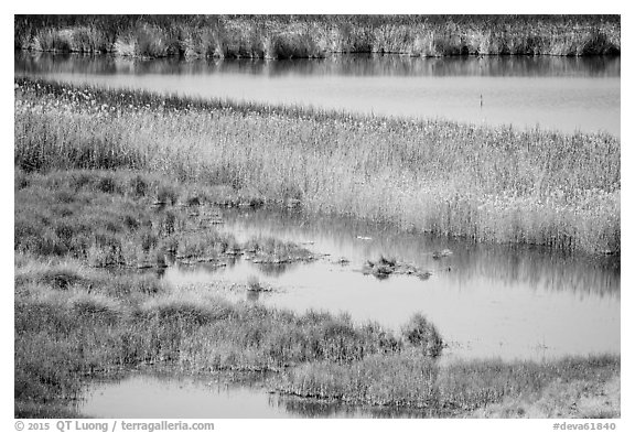 Desert Oasis, Saragota Spring. Death Valley National Park (black and white)