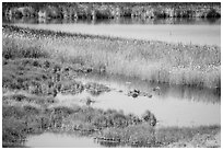 Desert Oasis, Saragota Spring. Death Valley National Park ( black and white)