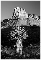 Yucca and El Capitan, early morning. Guadalupe Mountains National Park ( black and white)