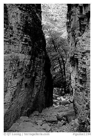 Narrow passage between cliffs, Devil's Hall. Guadalupe Mountains National Park, Texas, USA.