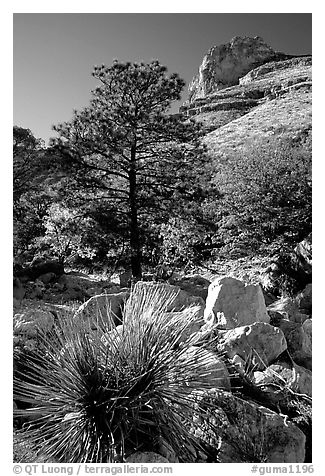 Sotol in wash in Pine Spring Canyon. Guadalupe Mountains National Park (black and white)
