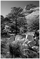 Sotol in wash in Pine Spring Canyon. Guadalupe Mountains National Park ( black and white)