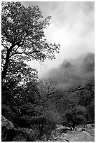 Autumn colors, wash, and clearing clouds, Pine Spring Canyon. Guadalupe Mountains National Park, Texas, USA. (black and white)