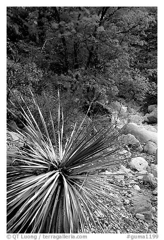 Desert Sotol and autumn foliage in Pine Spring Canyon. Guadalupe Mountains National Park (black and white)