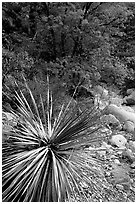 Desert Sotol and autumn foliage in Pine Spring Canyon. Guadalupe Mountains National Park ( black and white)