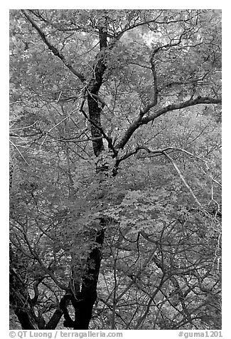 Tree with autumn foliage, Pine Spring Canyon. Guadalupe Mountains National Park, Texas, USA.