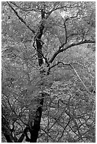 Tree with autumn foliage, Pine Spring Canyon. Guadalupe Mountains National Park ( black and white)